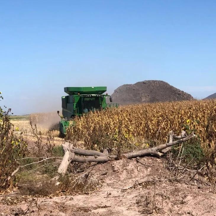 Cosecha de maíz para producción