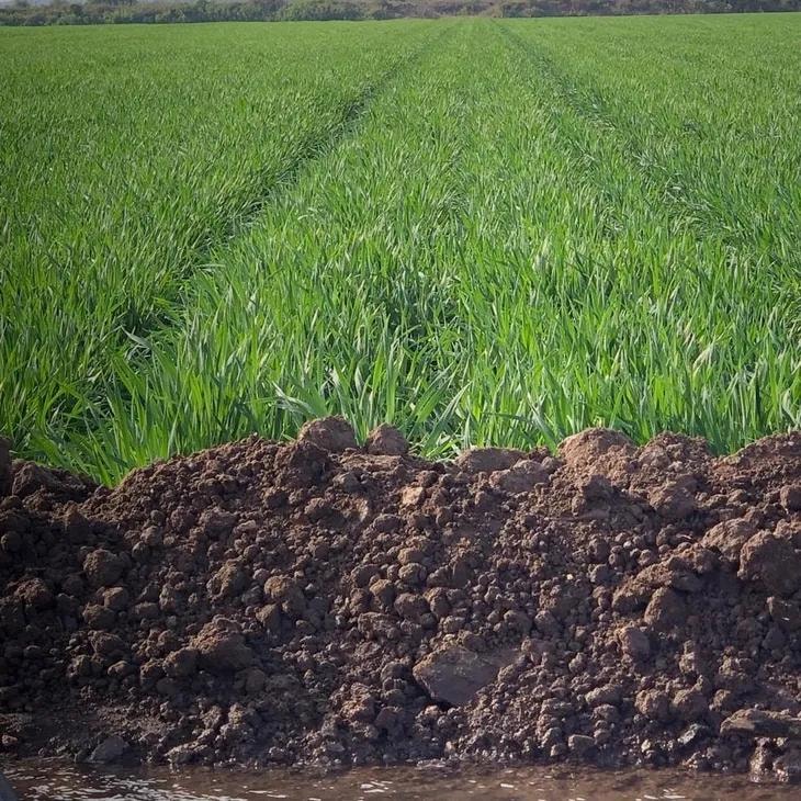 Cultivo de maíz en campo abierto